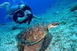 person takes photo of tortoise