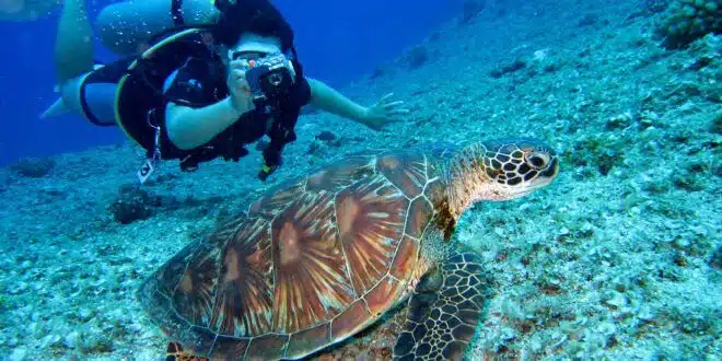 person takes photo of tortoise