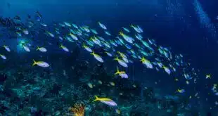 a school of yellow tail fish near coral reefs