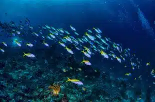 a school of yellow tail fish near coral reefs