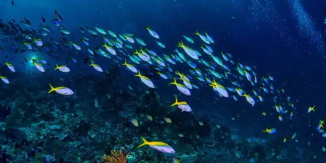 a school of yellow tail fish near coral reefs