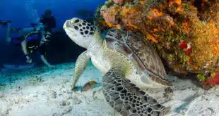 brown and black turtle on seabed