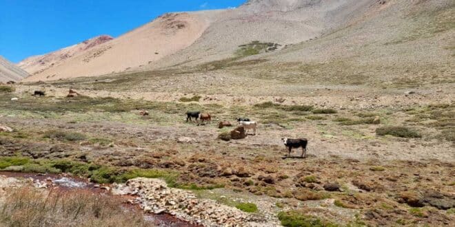 Anglo American adquiere Santuario de la Naturaleza en Lo Barnechea para su conservación